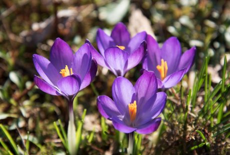 藏红花、花、开花