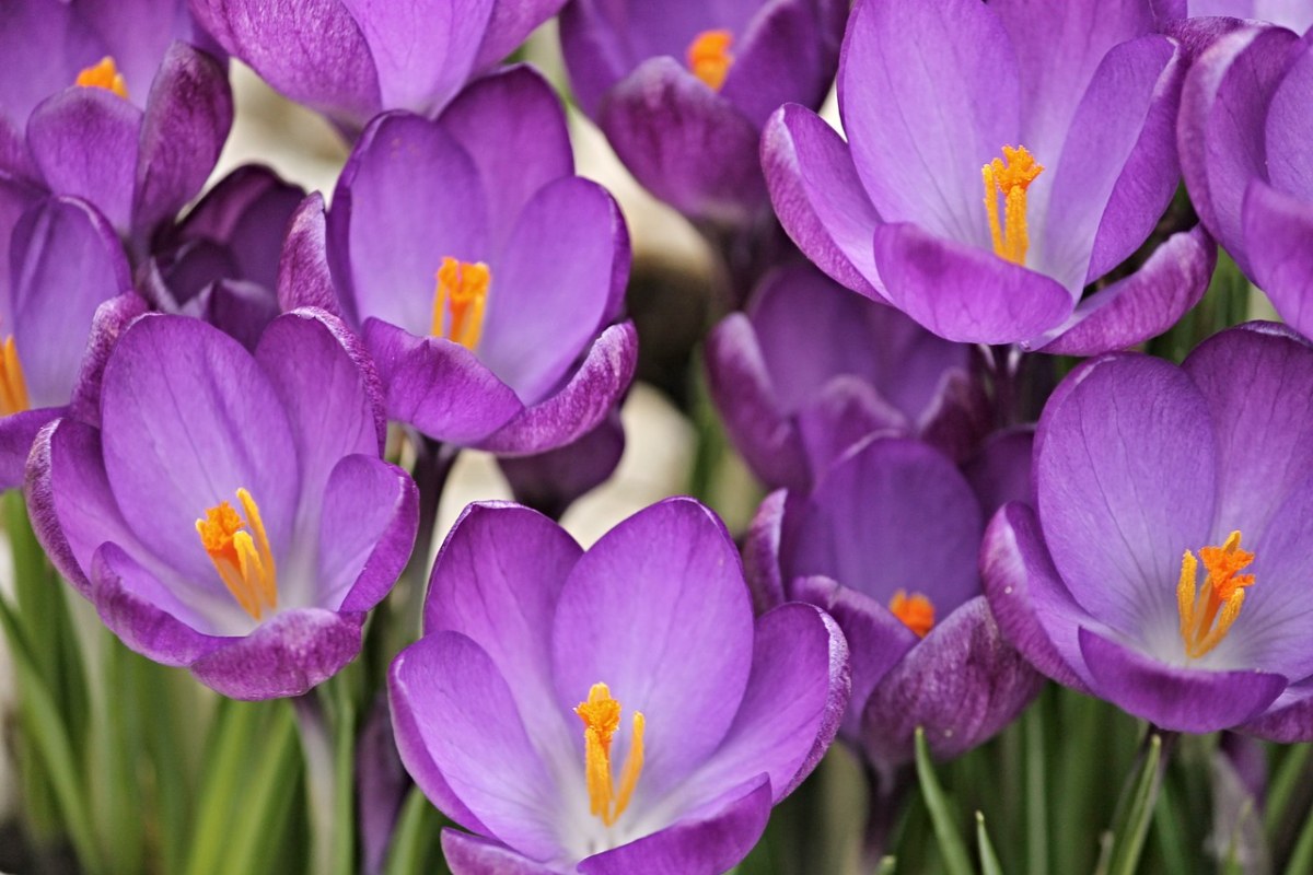 紫色的番红花花蕊免费图片