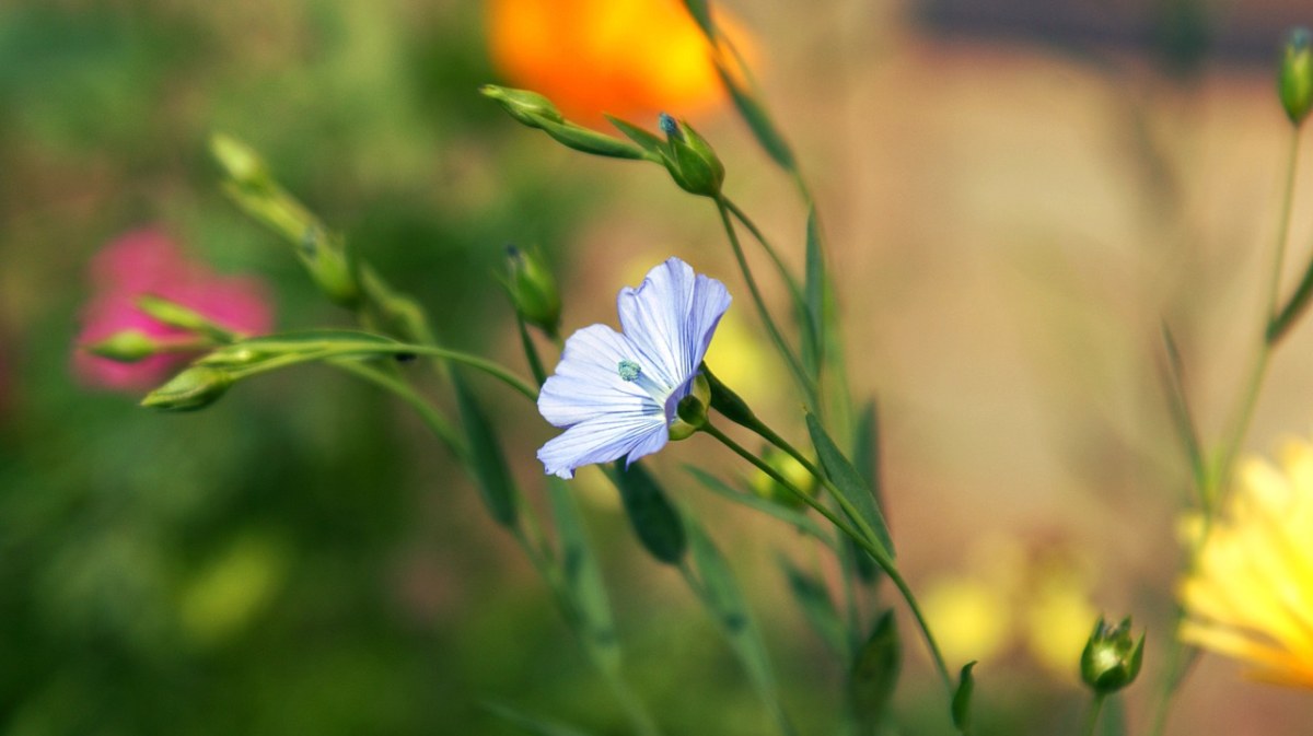 蓝色、花卉、鲜花免费图片