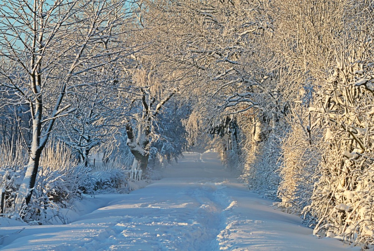 冬天,寒冬,雪