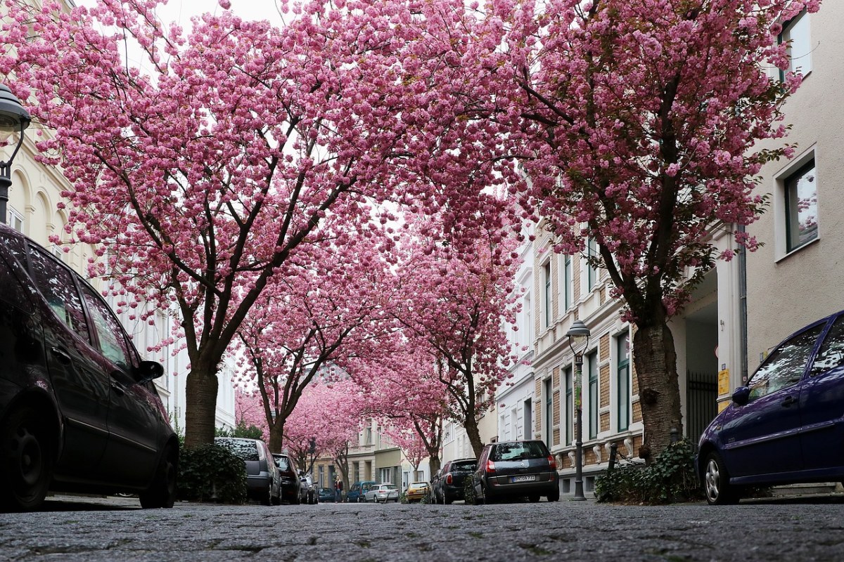 城市街道两侧的樱花树免费图片