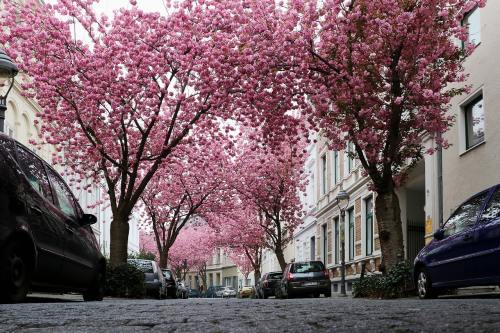 城市街道两侧的樱花树