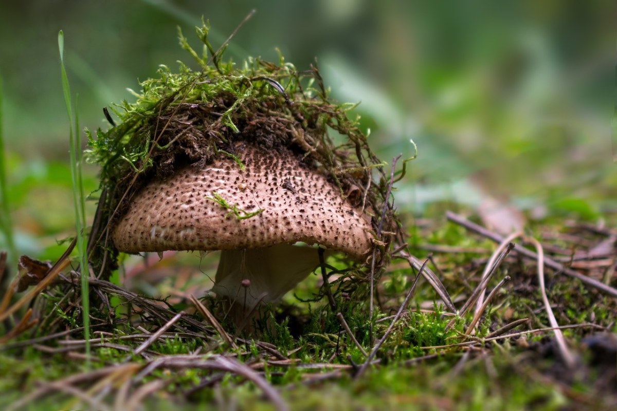 蘑菇、森林、蘑菇帽子，请免费图片