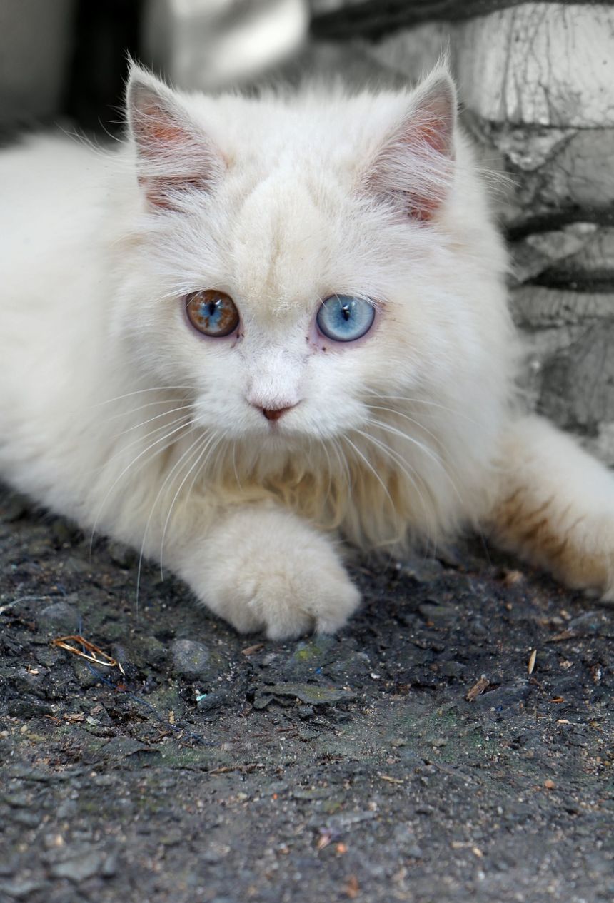宠物,白色的猫