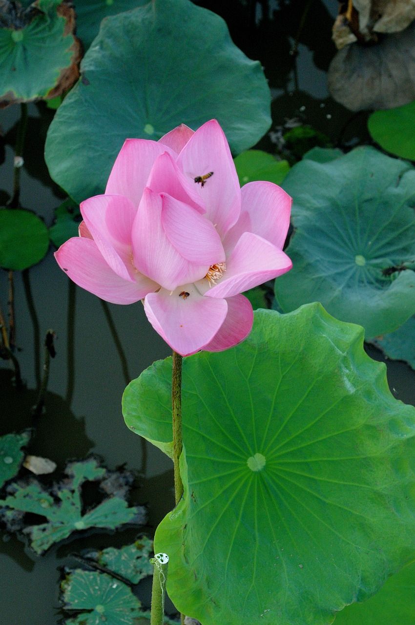 莲花,花,绿色
