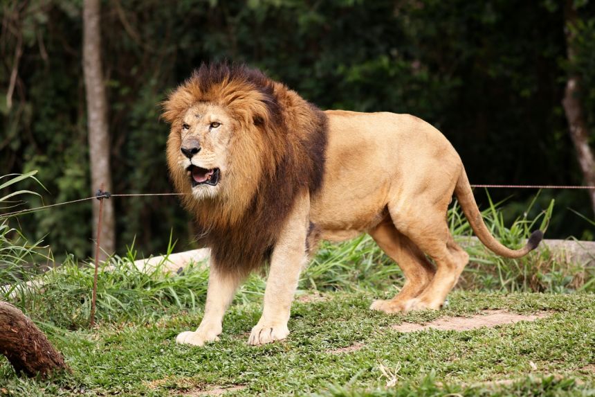 动物世界狮子大全集图片