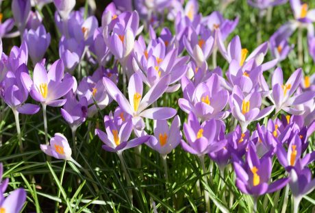 藏红花、春天、鲜花