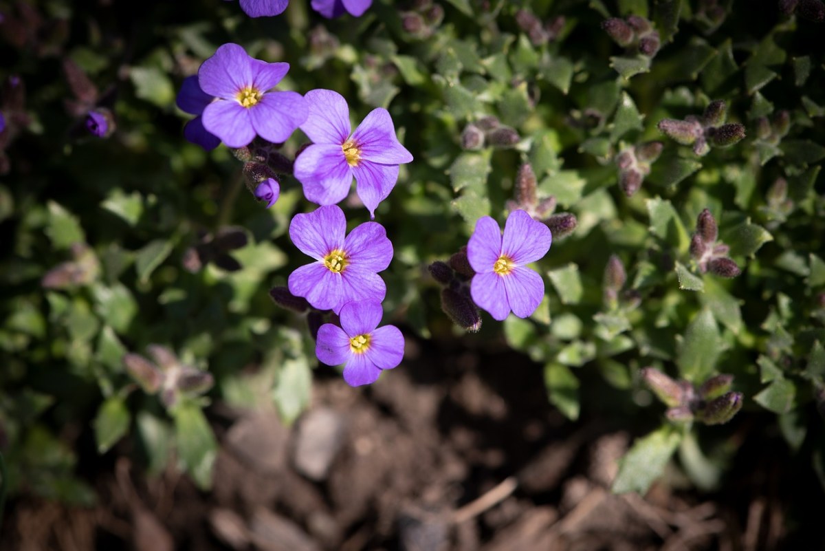 南庭芥的紫色小花朵免费图片