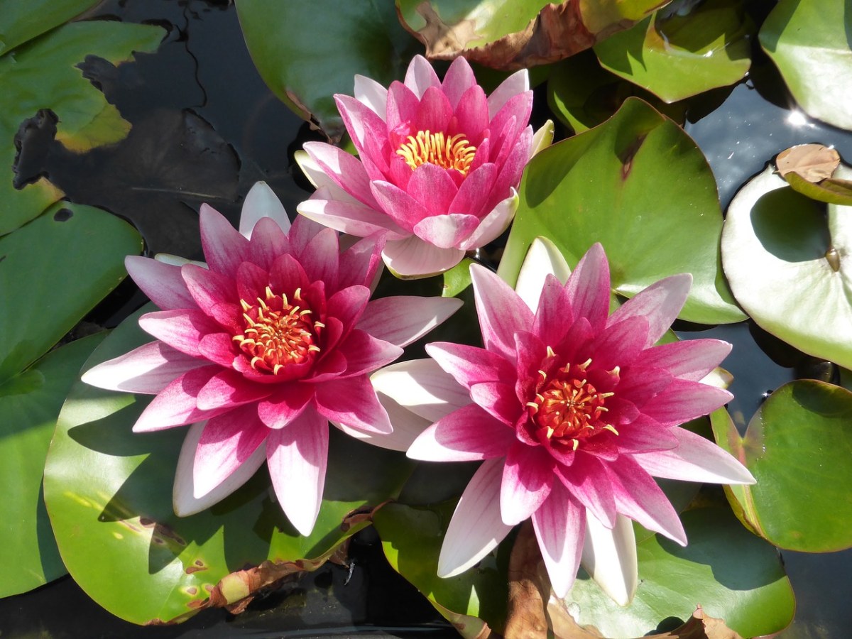 花卉、莉莉、莲花免费图片