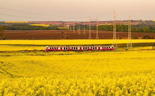 油菜花与火车图片