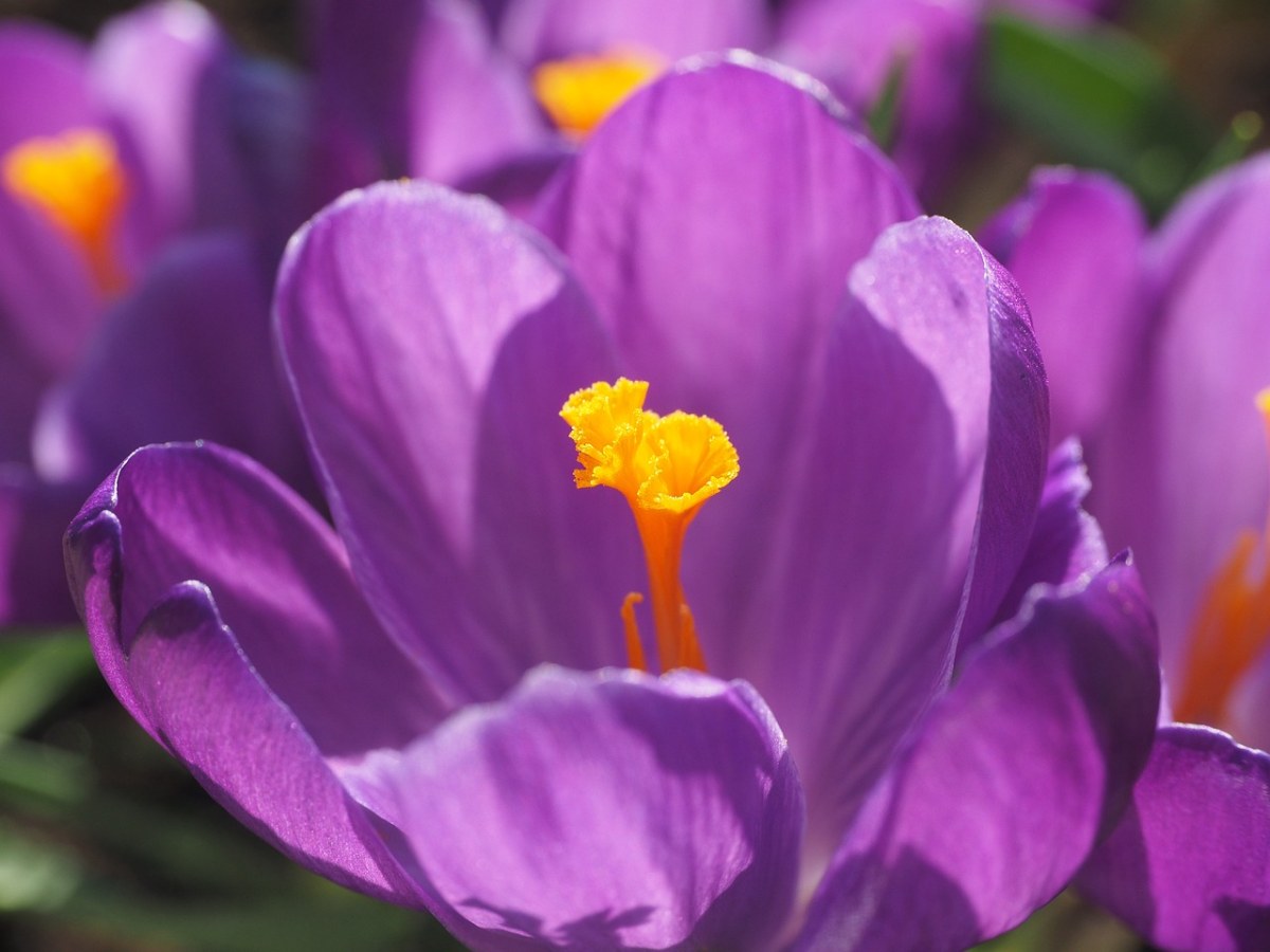 藏红花、花、开花免费图片