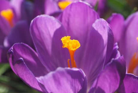 藏红花、花、开花