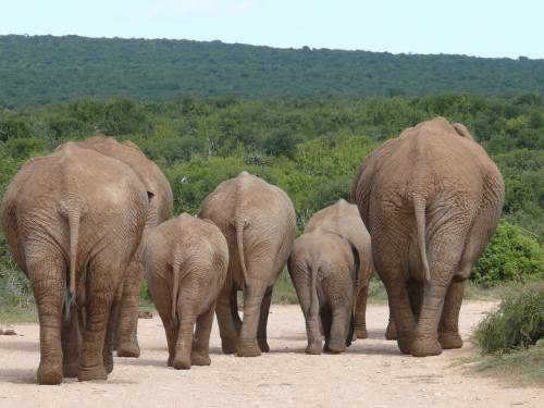 大象、群的大象、一群