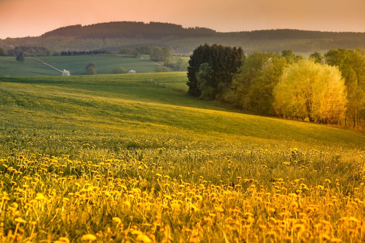 Sauerland、夕阳、蒲公英免费图片