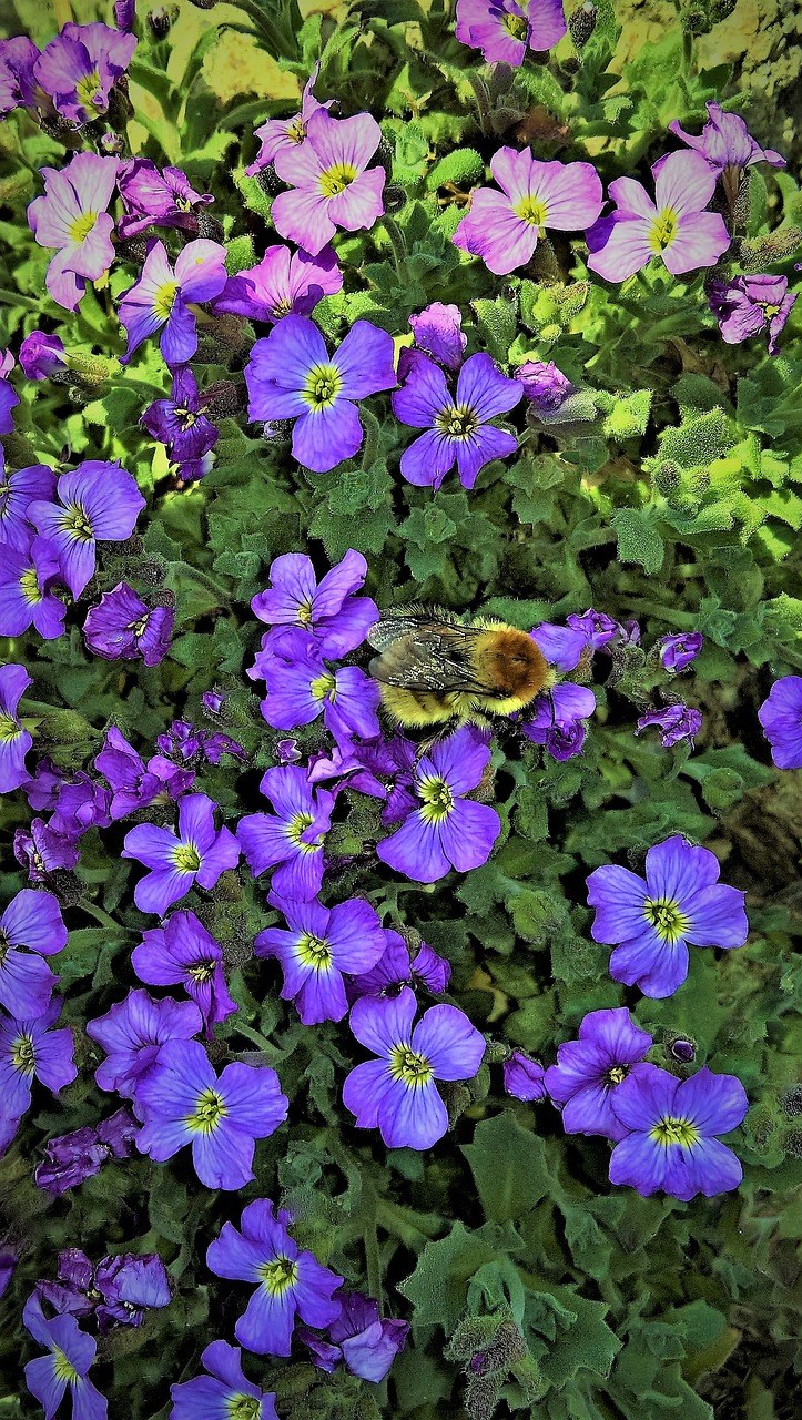 紫色小花朵上的蜜蜂免费图片