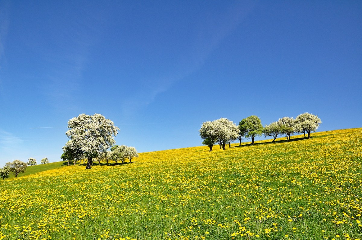 蒲公英草花海上果树开花的春天风景免费图片