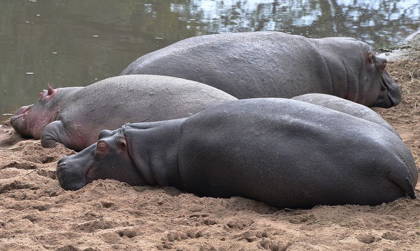 河馬野生動物園非洲