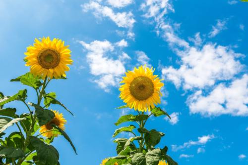 向日葵、阳光明媚的一天、天空