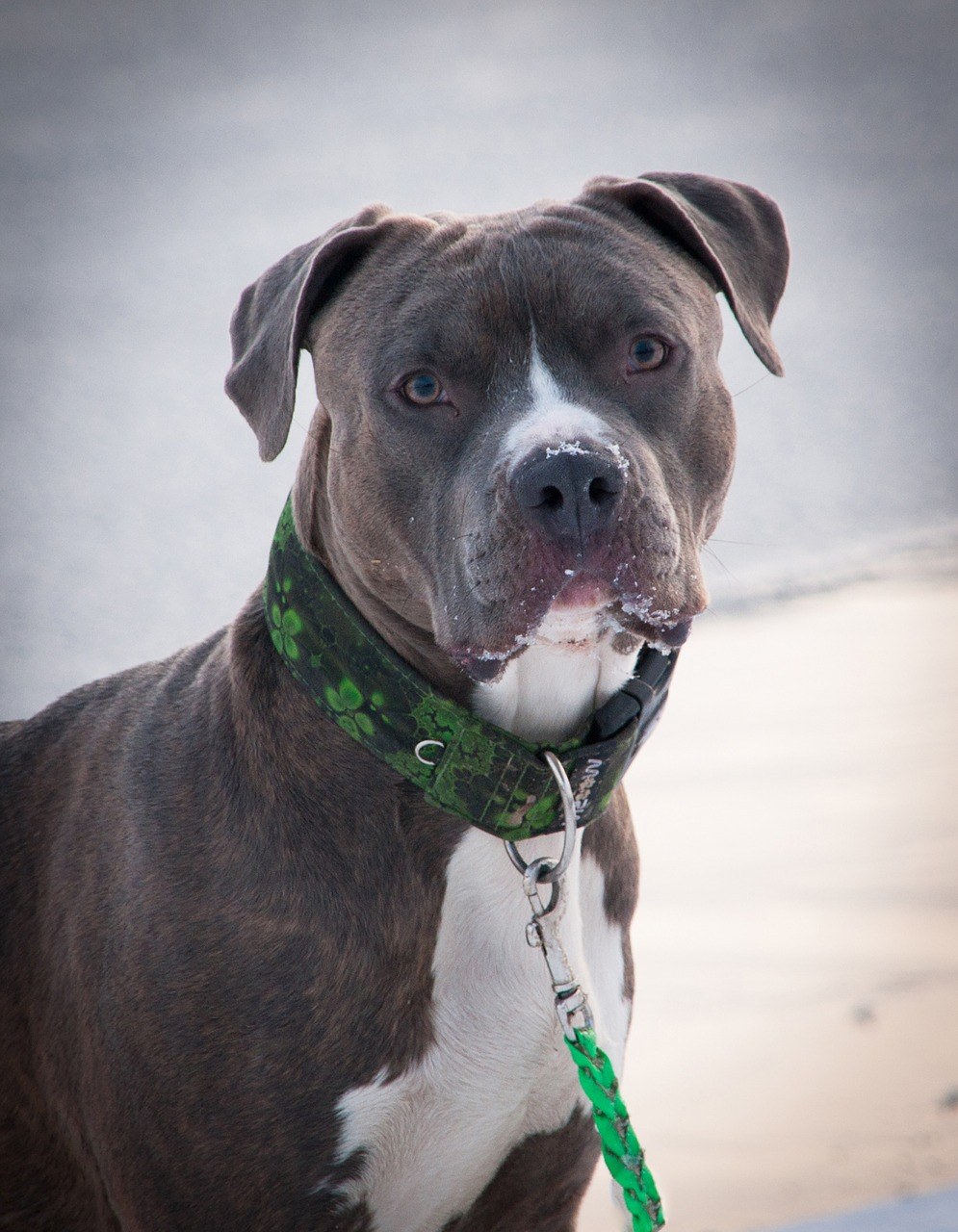 狗,amstaff,斯塔福德