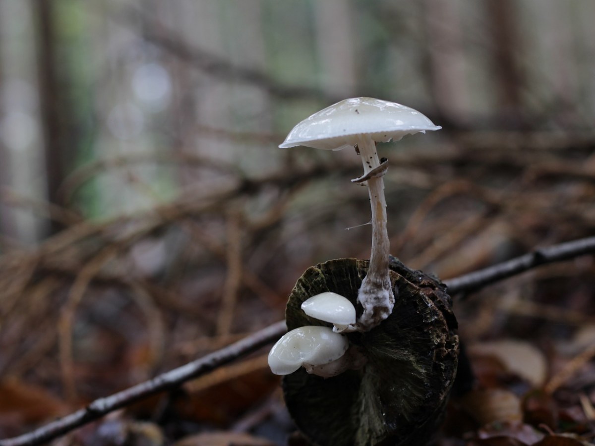 蘑菇、秋季、林免费图片