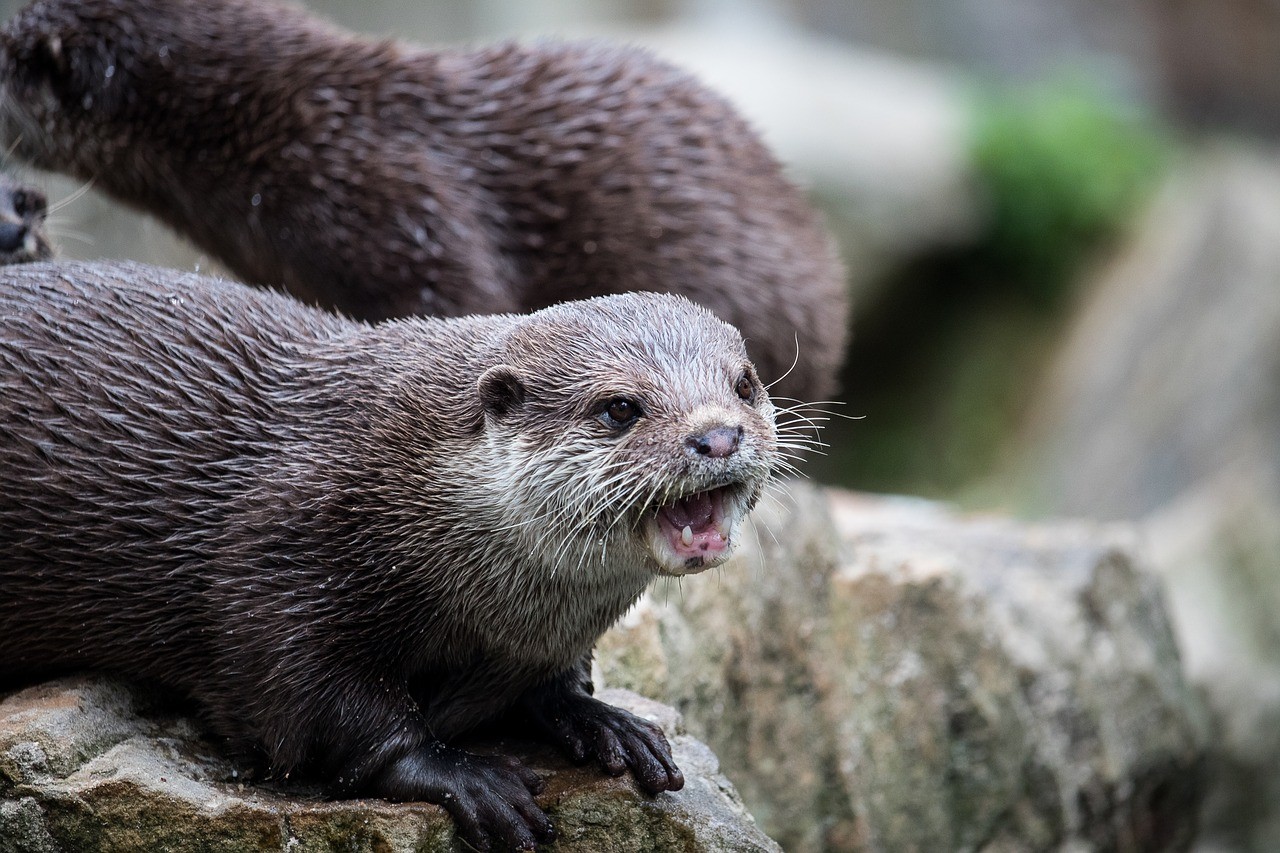 獭,哺乳动物,啮齿动物
