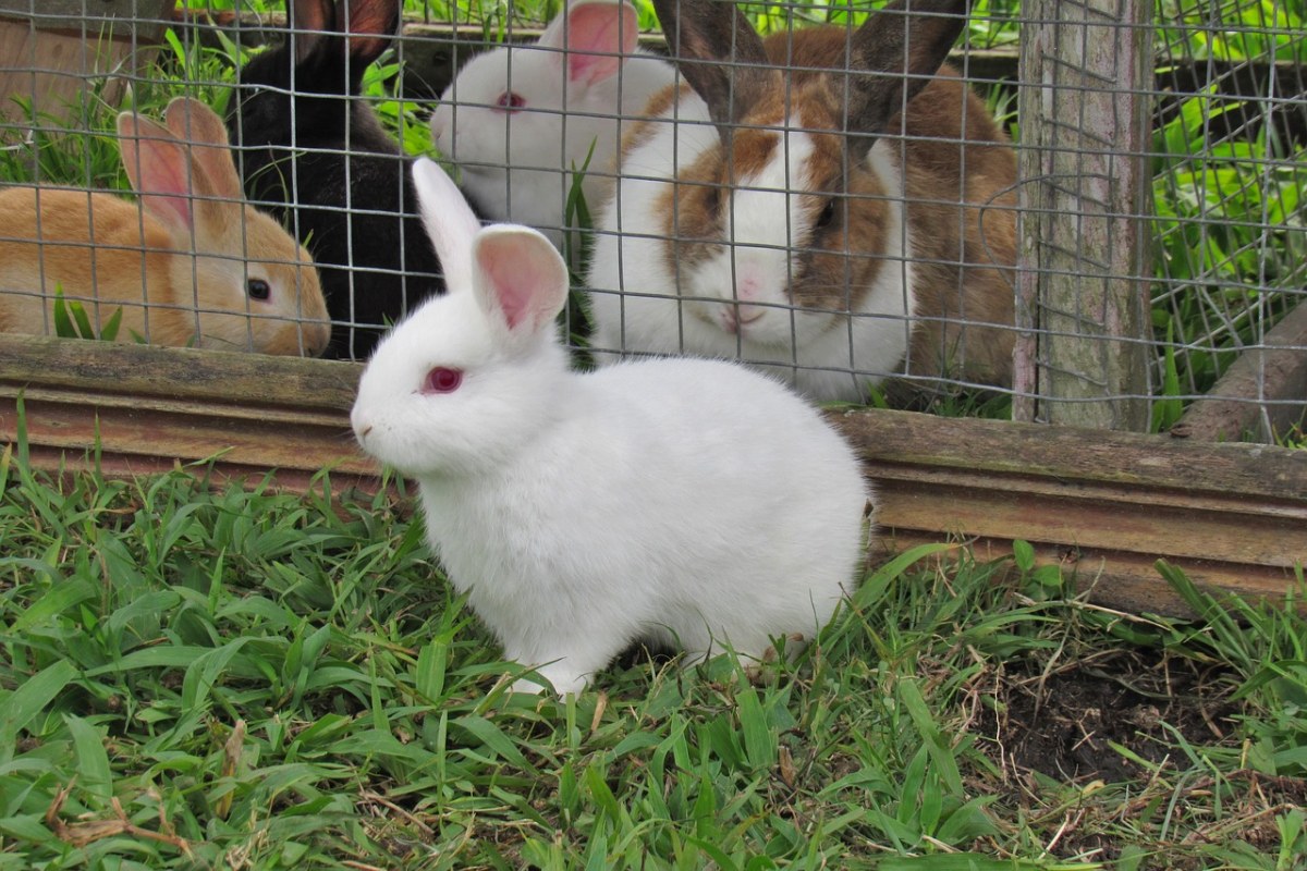兔、可爱、兔子免费图片