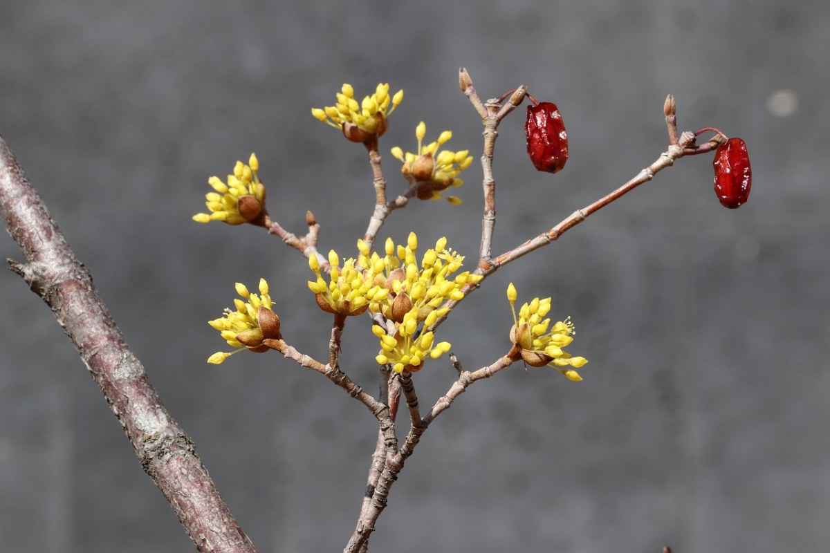 春天的山茱萸(肉枣)的花朵免费图片