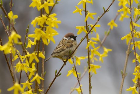 春天的山麻雀小鸟