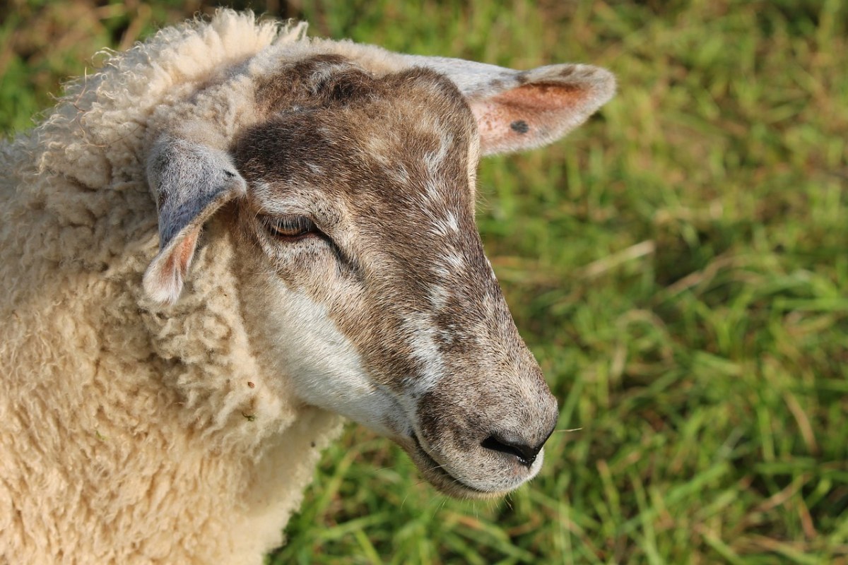 羊、肖像、羊头免费图片