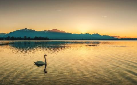 日落黄昏湖面上的一只天鹅