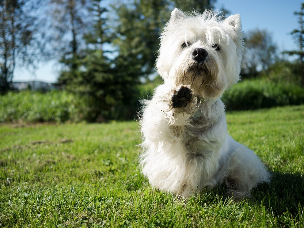 草地上的西高地白梗小狗免费图片