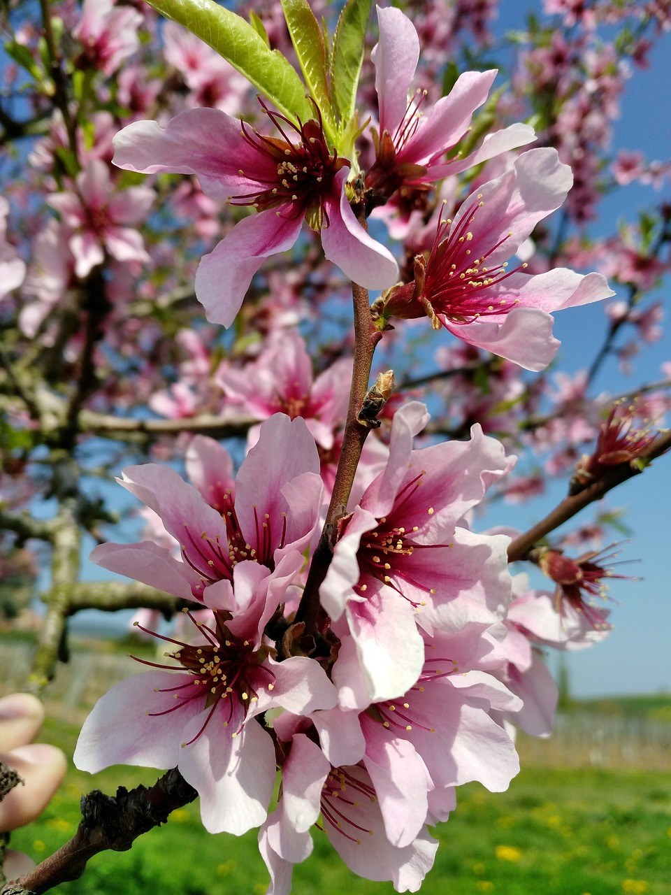 春天的桃花花朵免费图片