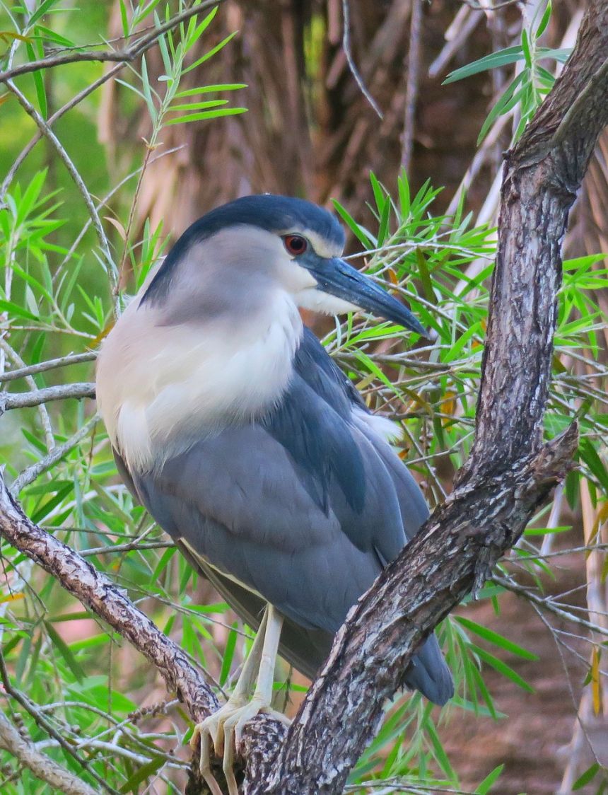 鳥,野生動物,大自然