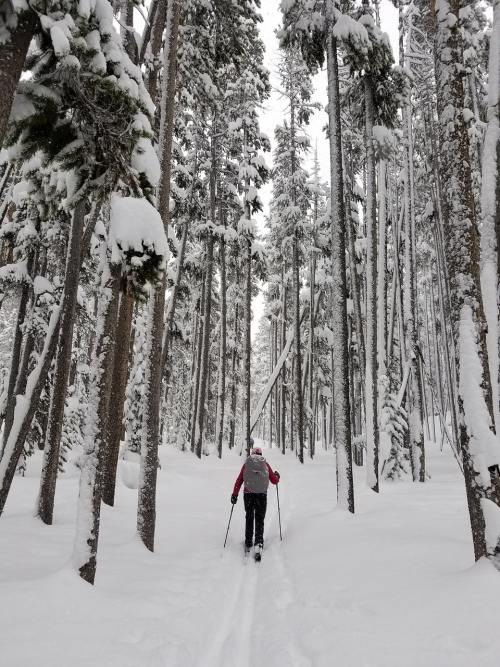 滑雪者、越野、冬天