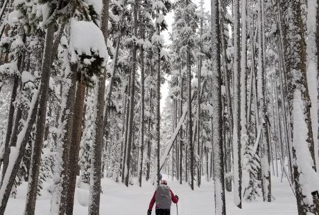滑雪者、越野、冬天
