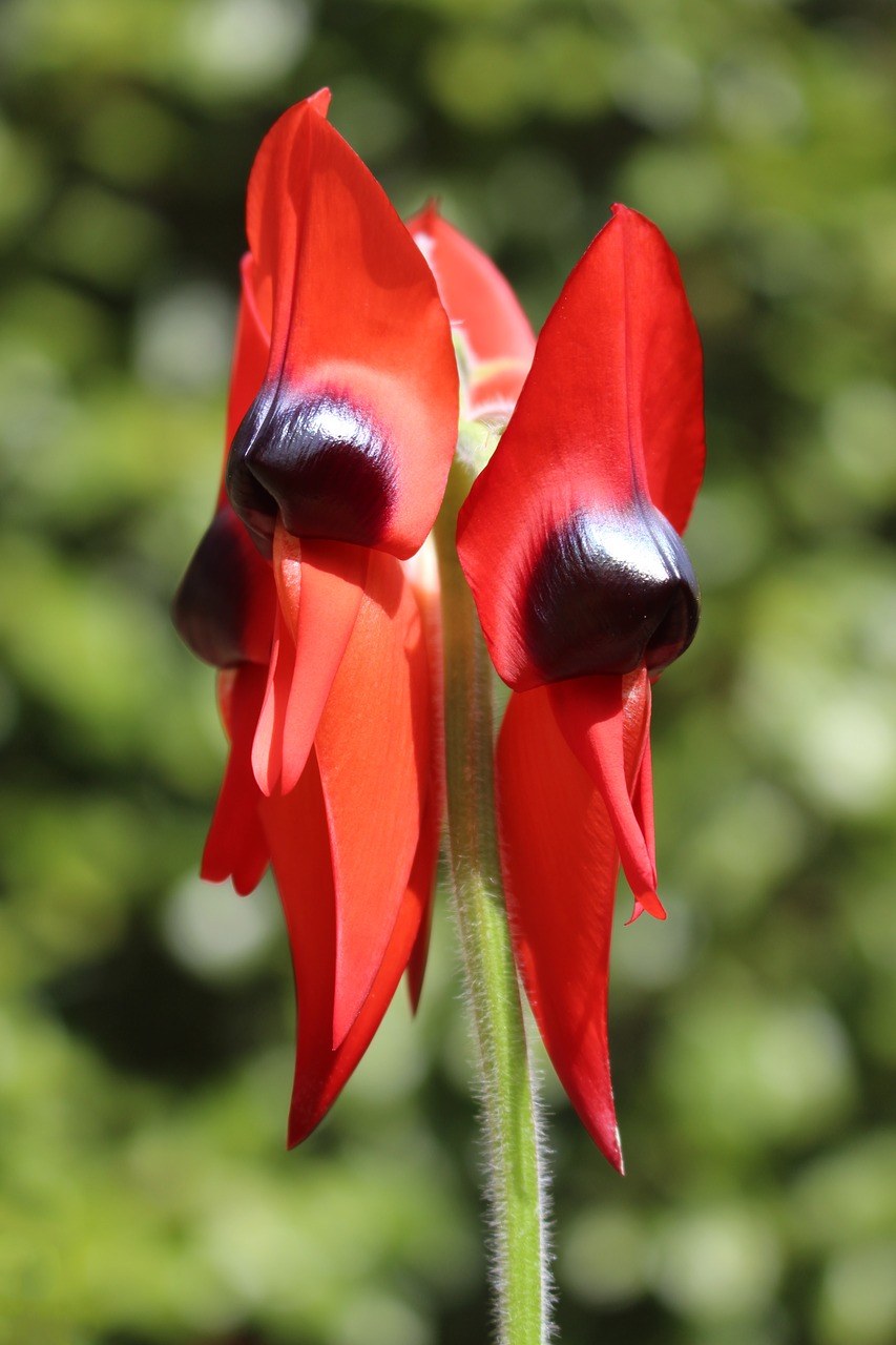 特的沙漠豌豆,花卉标志,南澳大利亚免费图片