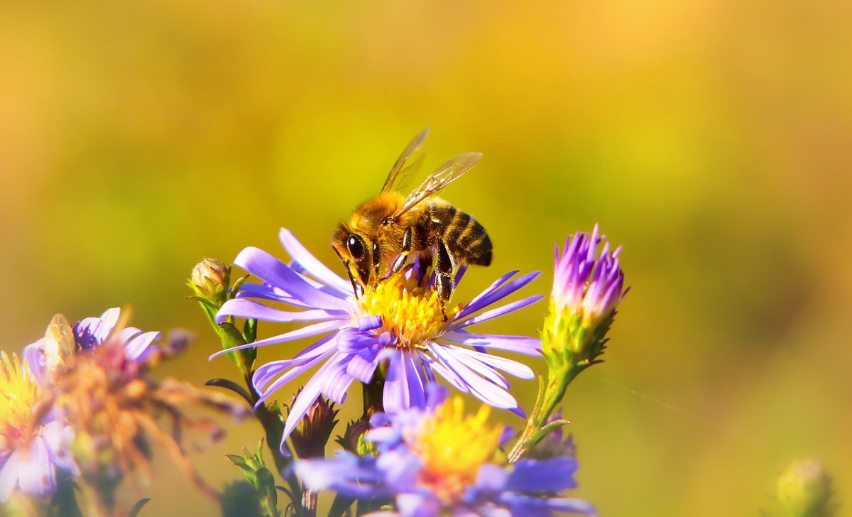 蜜蜂Miodna、昆虫、花免费图片