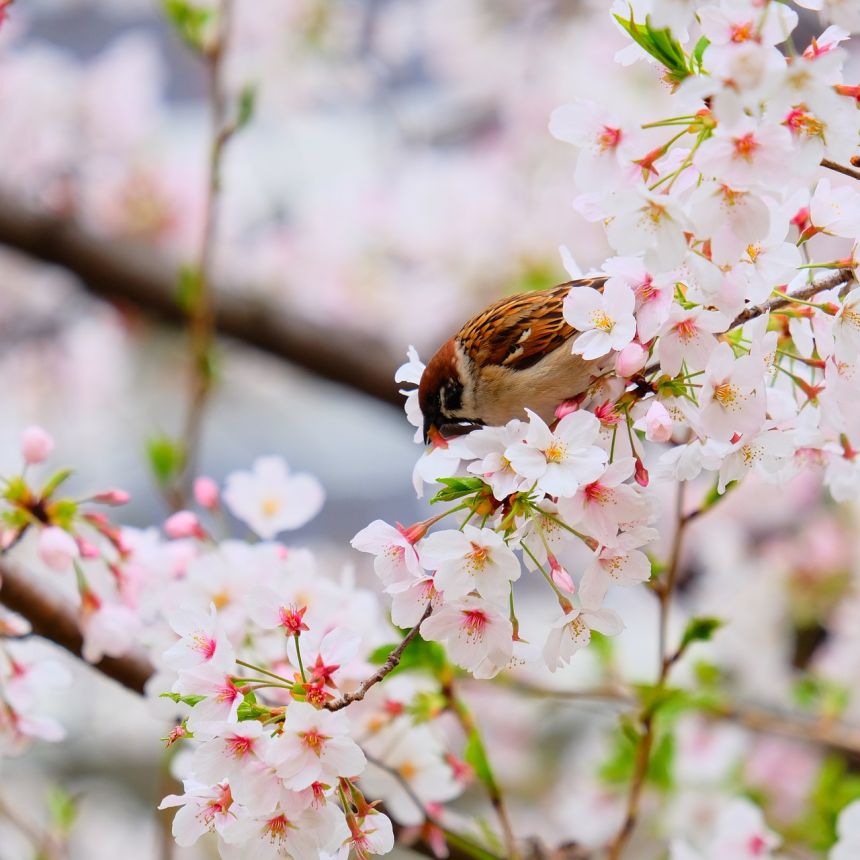 春天美景图片鸟语花香图片