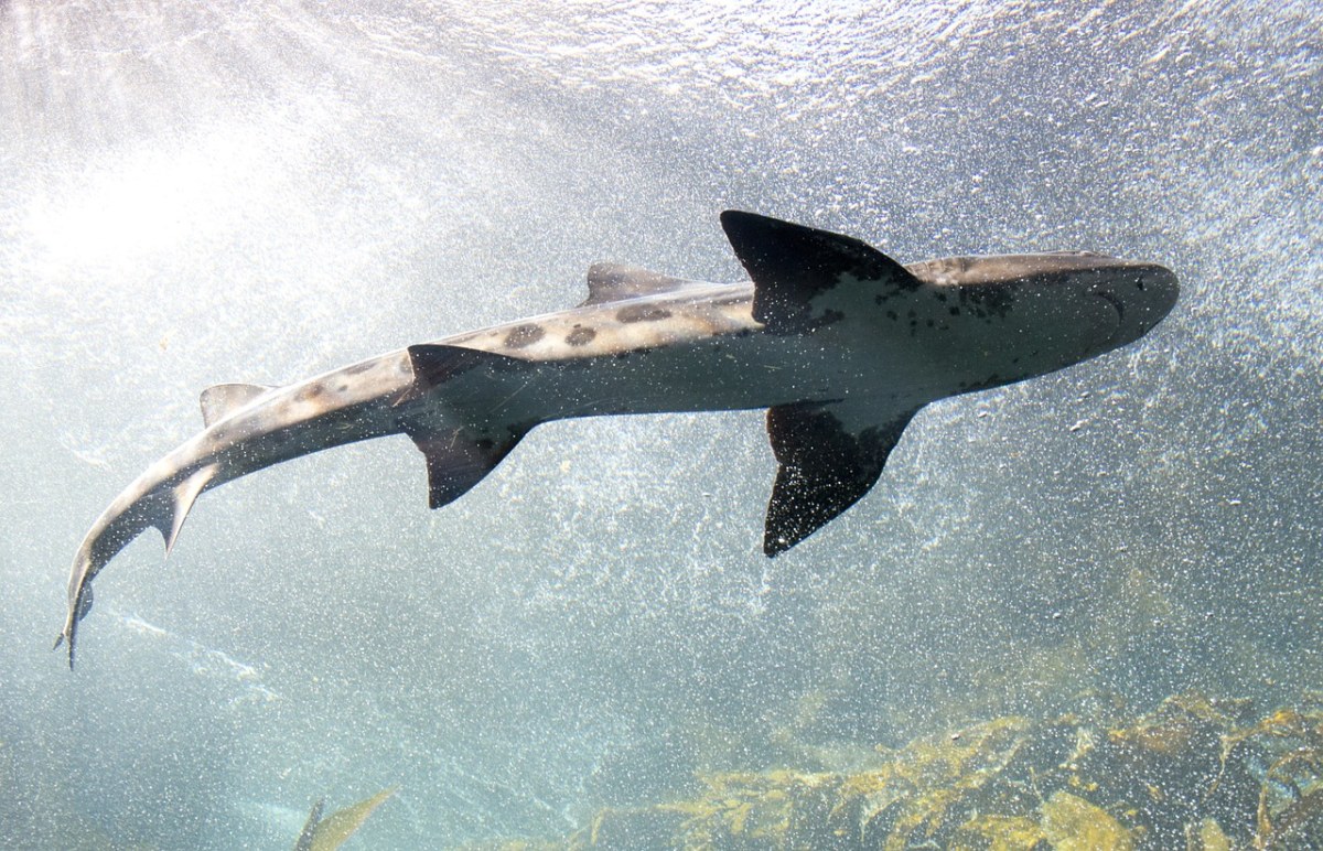 水下的鲨鱼免费图片
