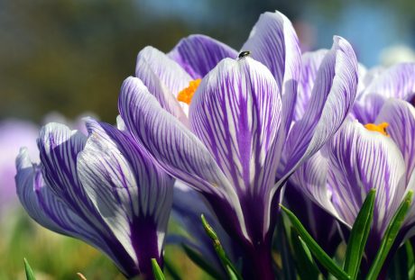 藏红花、开花、春天