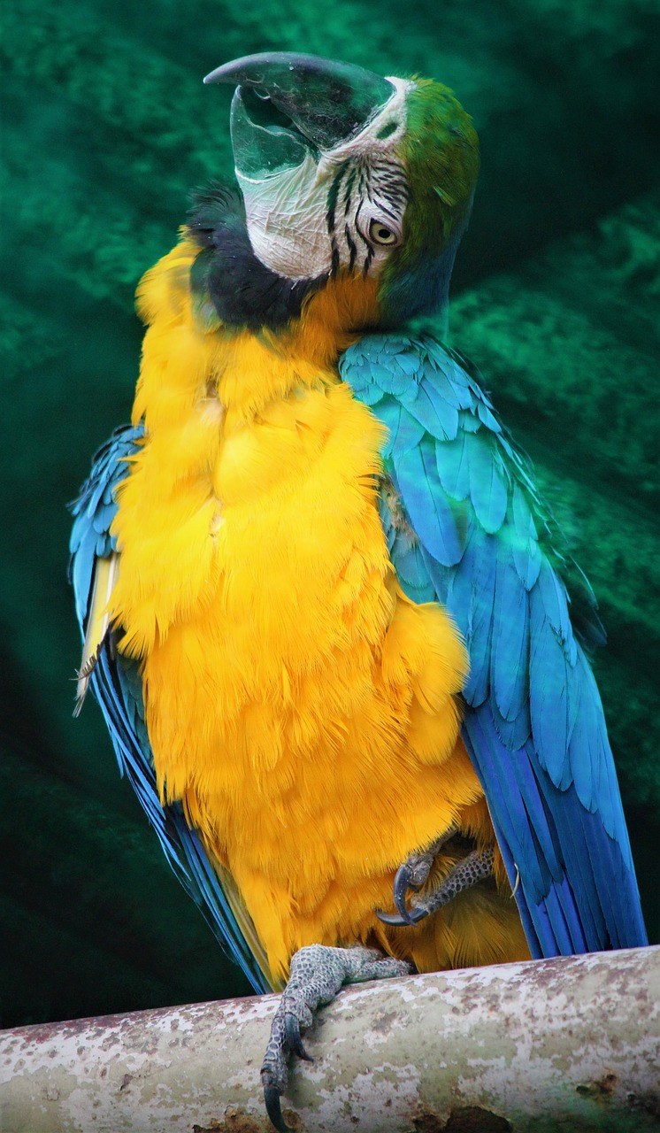 蓝色和黄色的金刚鹦鹉、鸟、自然免费图片