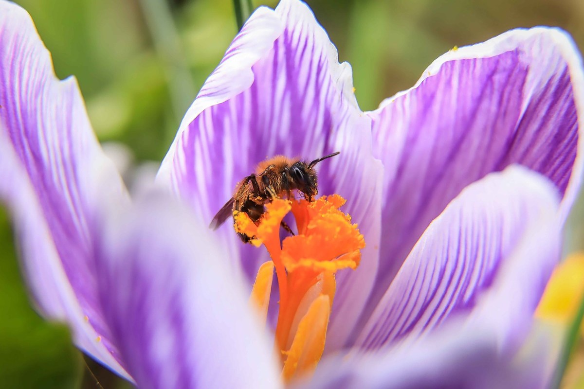 花蕊中采花的野蜂免费图片