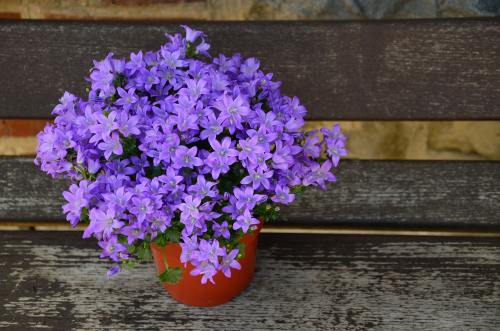 盆栽紫色的花朵