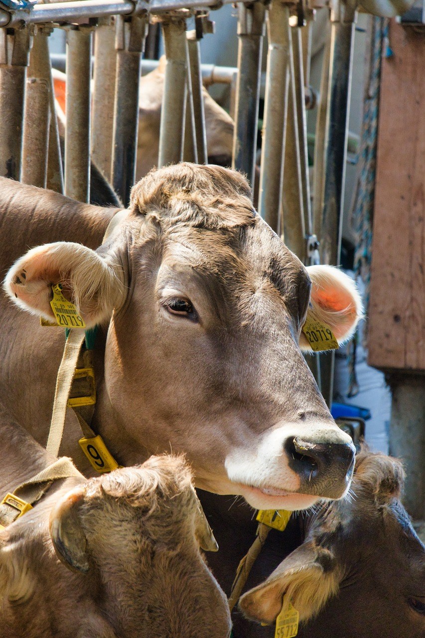 牛,牛肉,母牛头