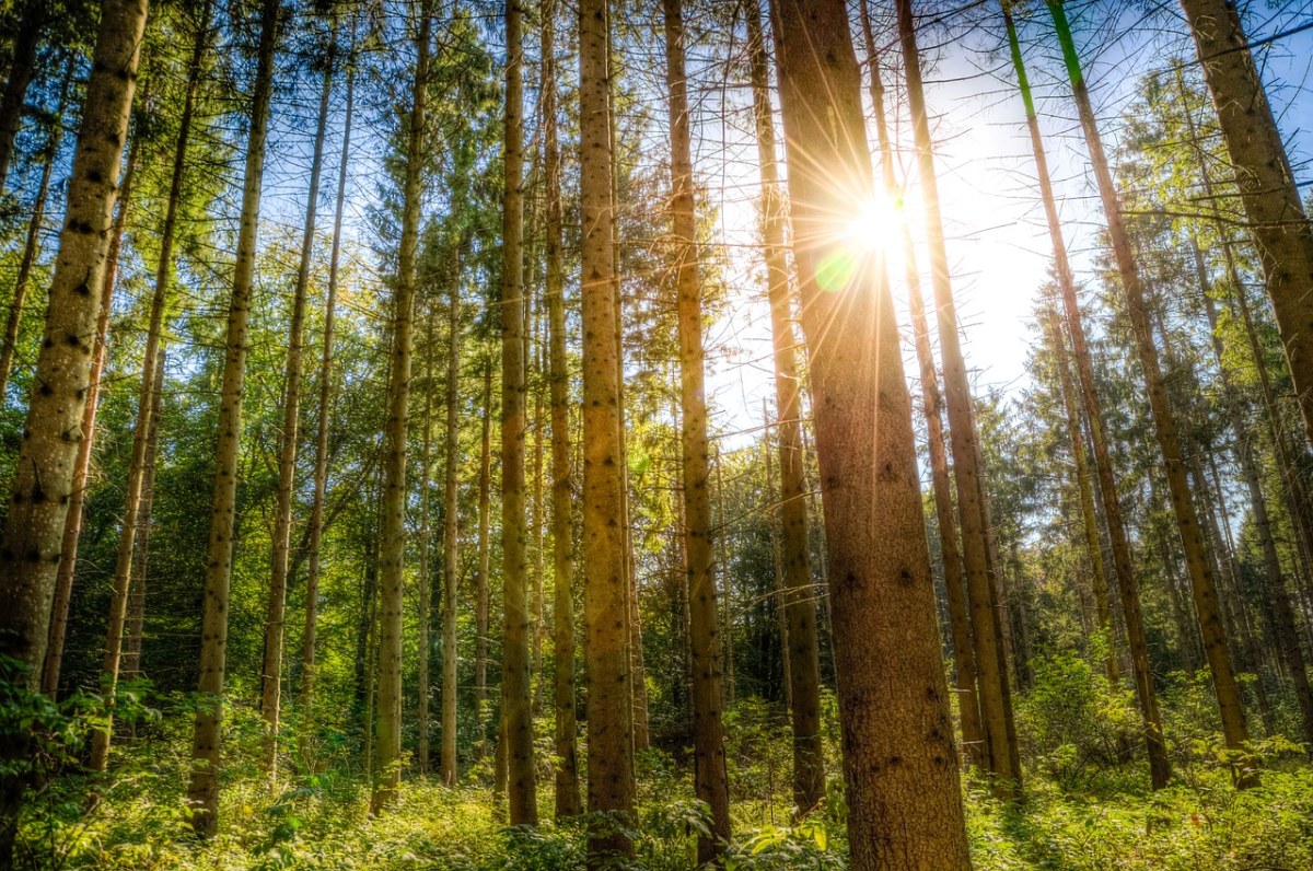 森林、阳光、树免费图片