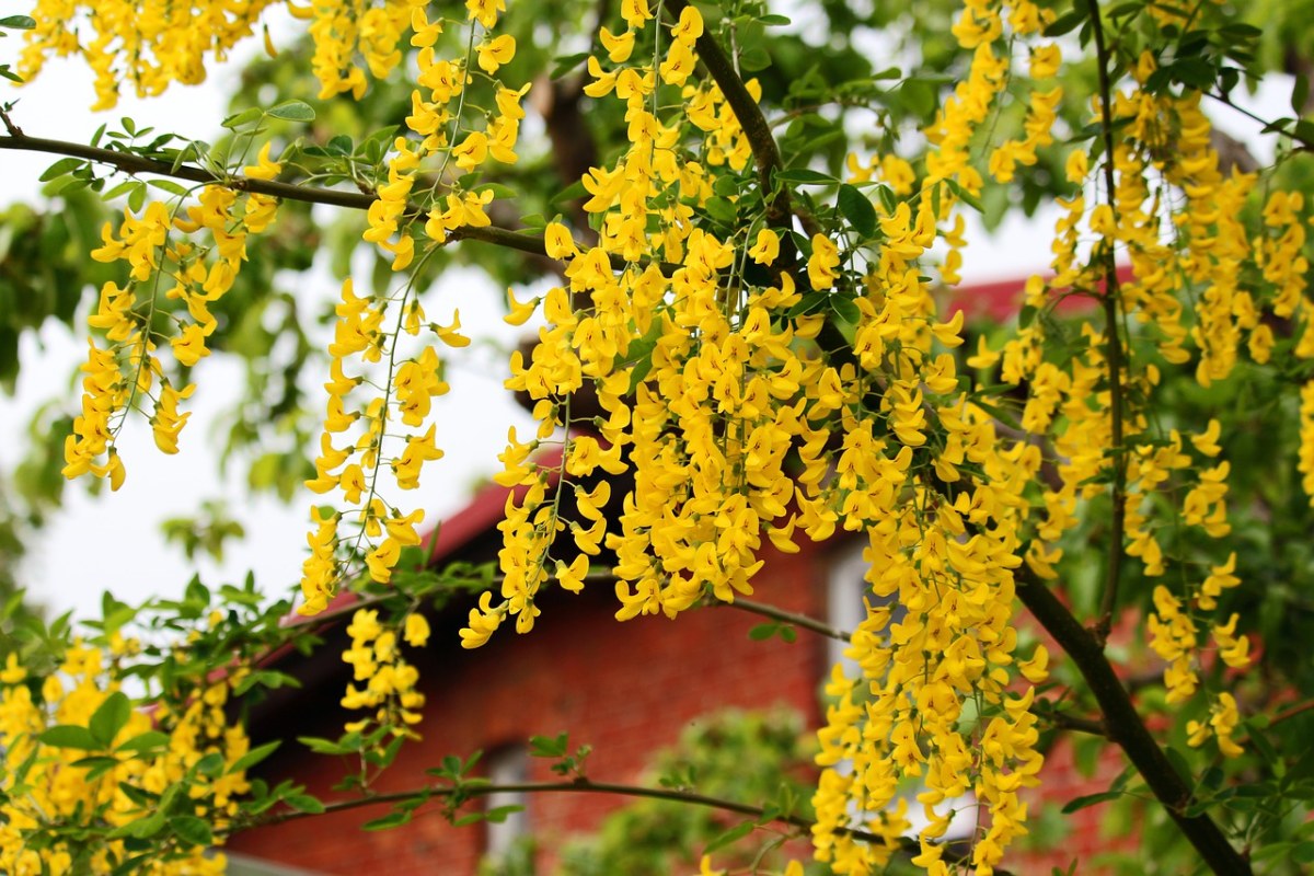 金链花免费图片