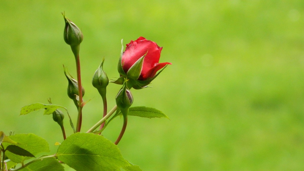 月季花花骨朵免费图片