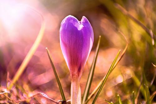 藏红花、花