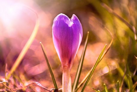 藏红花、性质、花