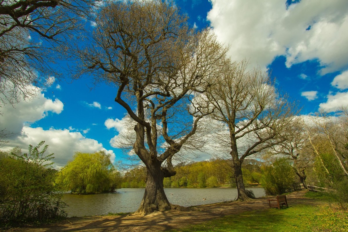 河岸的大树免费图片